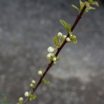 Mandľa trojlaločná (Prunus triloba) ´TERRY´, výška 150-180 cm, kont. C10L - NA KMIENKU